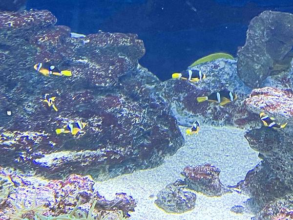 香港海洋公園 (35).jpg