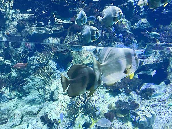 香港海洋公園 (40).jpg