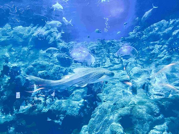 香港海洋公園 (55).jpg