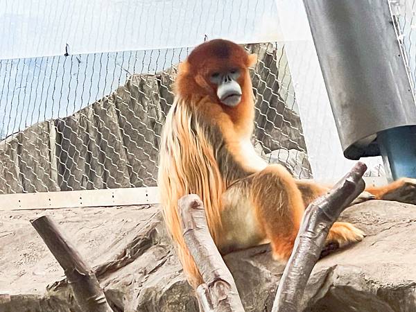 香港海洋公園 (66).jpg