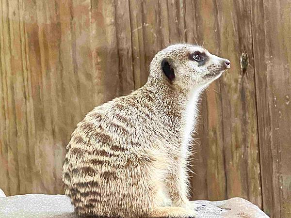 香港海洋公園 (109).jpg