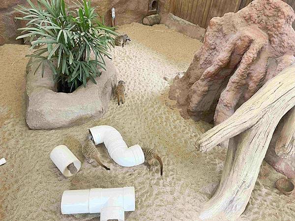 香港海洋公園 (107).jpg