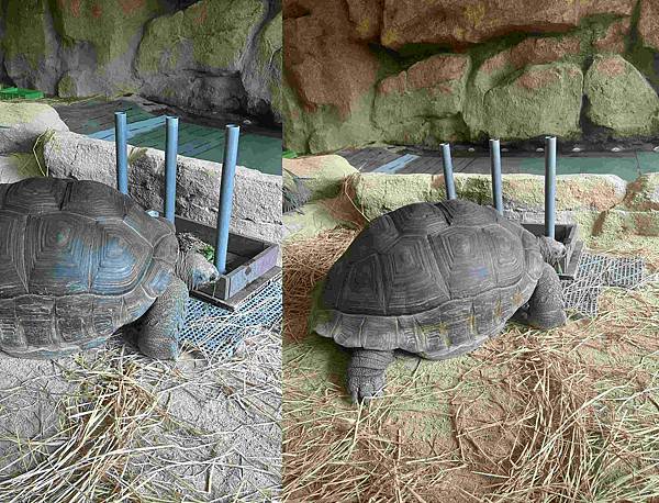 香港海洋公園 (111).jpg