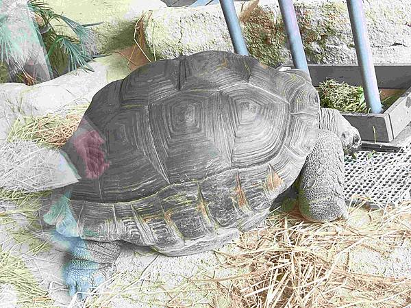 香港海洋公園 (112).jpg