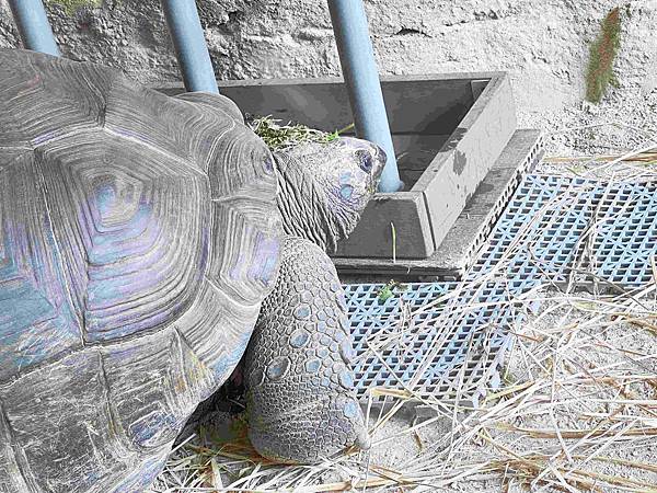 香港海洋公園 (113).jpg