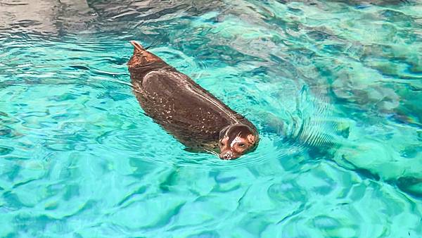 香港海洋公園 (172).jpg