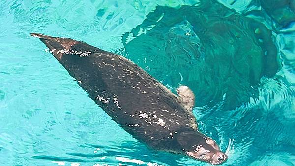 香港海洋公園 (173).jpg