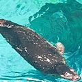 香港海洋公園 (173).jpg