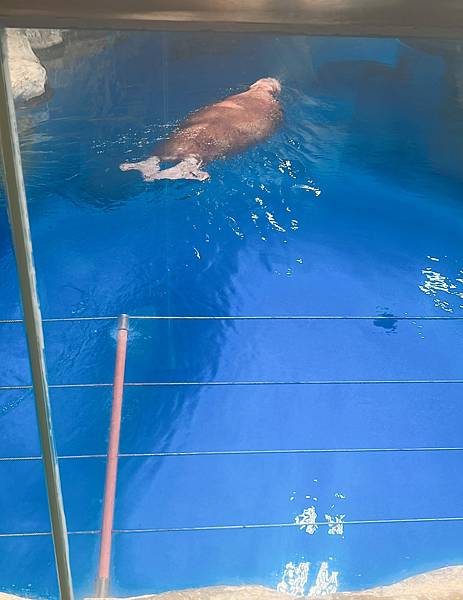 香港海洋公園 (175).jpg