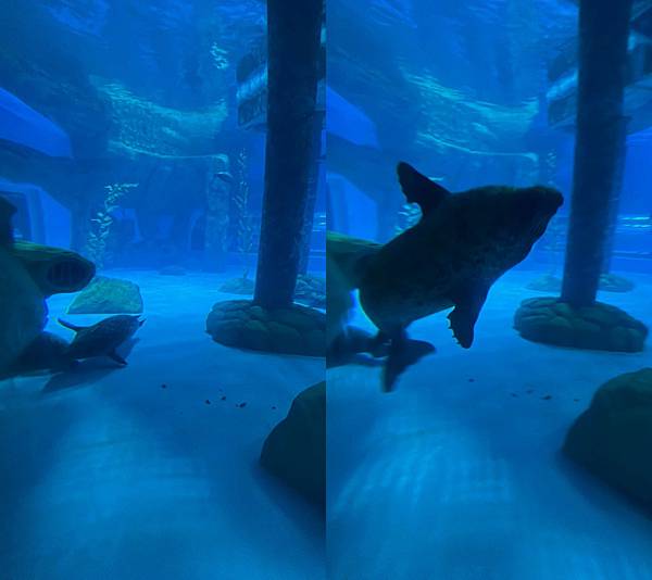 香港海洋公園 (177).jpg