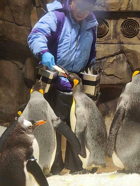 香港海洋公園 (213).jpg