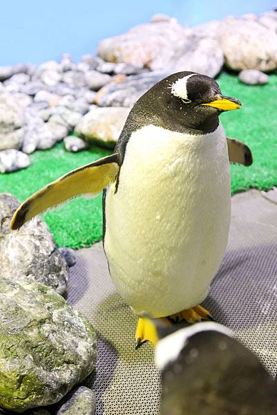 香港海洋公園 (5).jpg