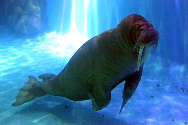 香港海洋公園 (2).jpg