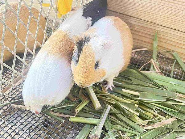 WORLD KING日本上網卡E-SIM (61).jpg