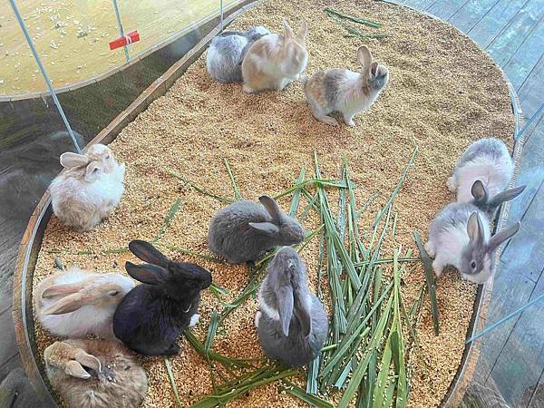 洄瀾灣親子動物園區 (22).jpg