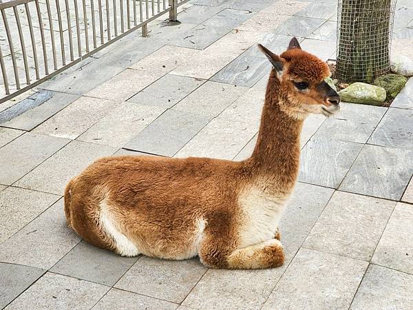 洄瀾灣親子動物園區 (27).jpg