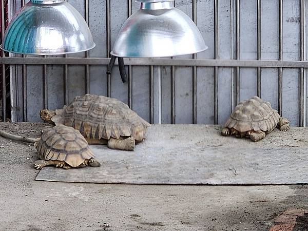 洄瀾灣親子動物園區 (29).jpg