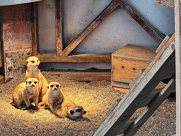 洄瀾灣親子動物園區 (28).jpg