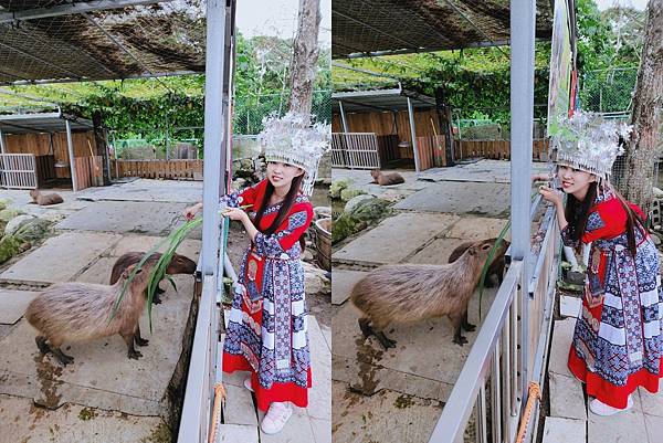 洄瀾灣親子動物園區 (33).jpg