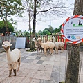 洄瀾灣親子動物園區 (36).jpg