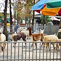 洄瀾灣親子動物園區 (40).jpg