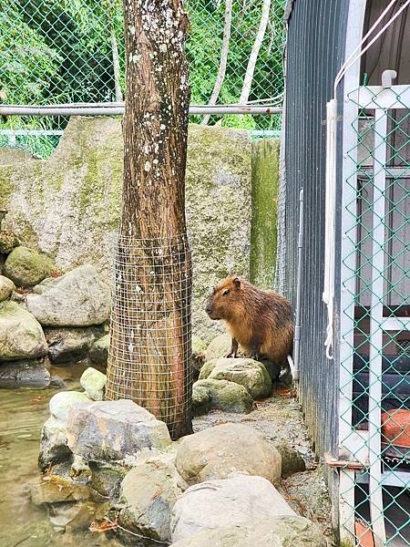 洄瀾灣親子動物園區 (41).jpg