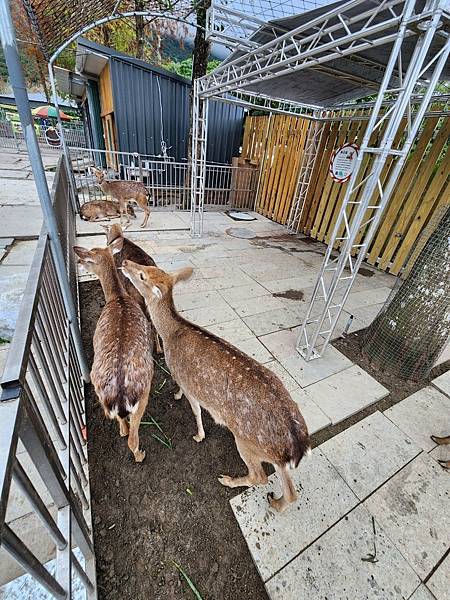 洄瀾灣親子動物園區 (50).jpg