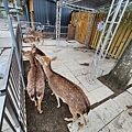 洄瀾灣親子動物園區 (50).jpg