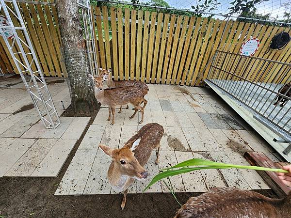 洄瀾灣親子動物園區 (48).jpg