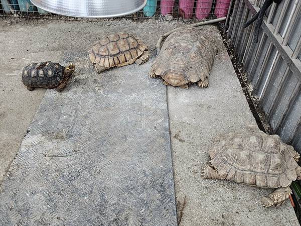 洄瀾灣親子動物園區 (53).jpg