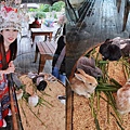 洄瀾灣親子動物園區 (54).jpg