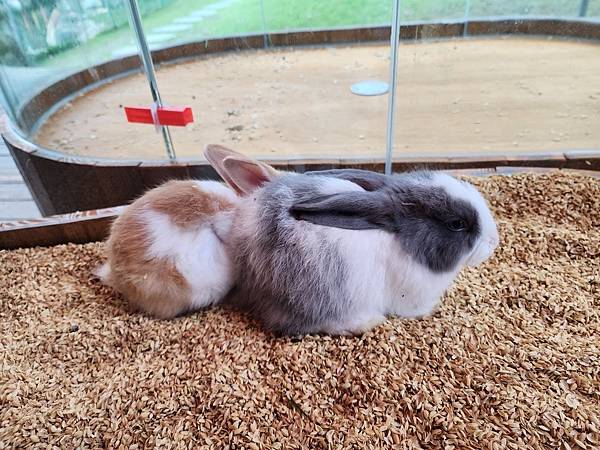 洄瀾灣親子動物園區 (57).jpg