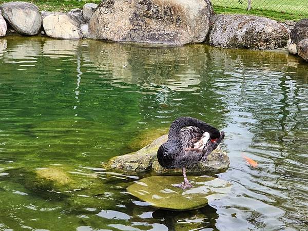 洄瀾灣親子動物園區 (61).jpg