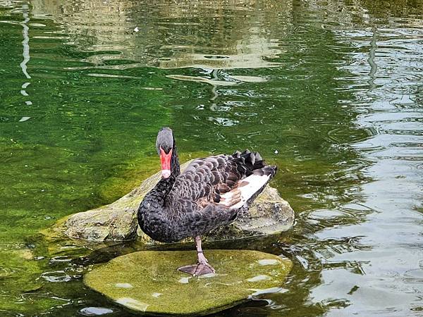 洄瀾灣親子動物園區 (65).jpg