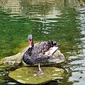 洄瀾灣親子動物園區 (65).jpg