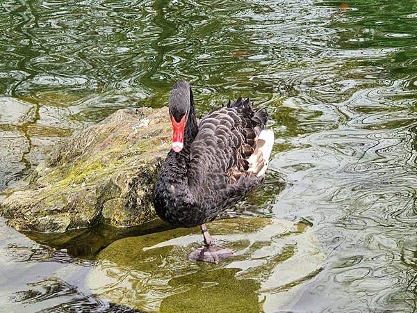 洄瀾灣親子動物園區 (64).jpg