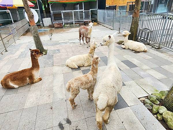 洄瀾灣親子動物園區 (74).jpg