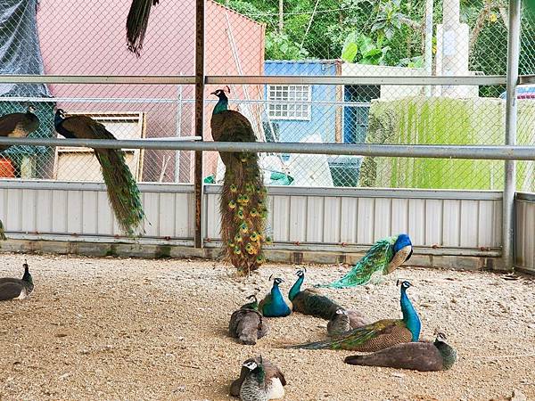 洄瀾灣親子動物園區 (75).jpg