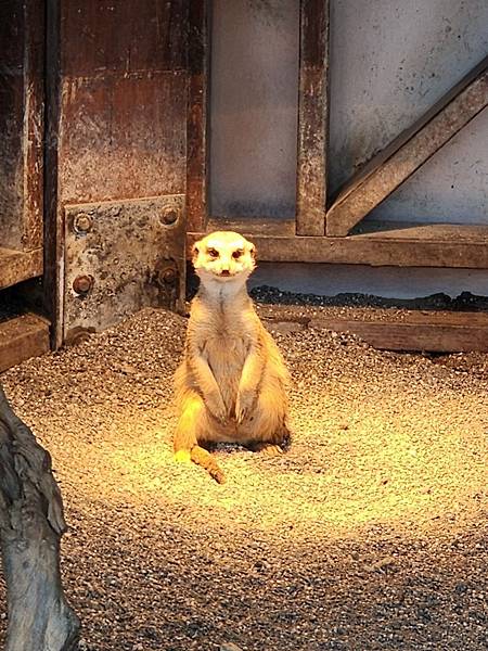 洄瀾灣親子動物園區 (92).jpg