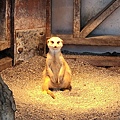 洄瀾灣親子動物園區 (92).jpg