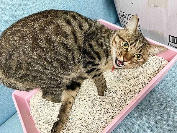 喵趣-植物環保消臭豆腐砂 6L&7L (45).jpg