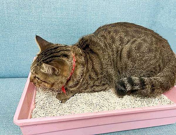 喵趣-植物環保消臭豆腐砂 6L&7L (53).jpg