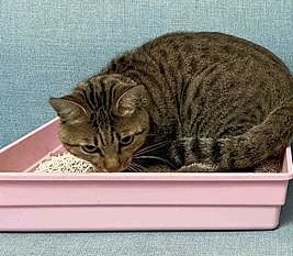 超吸⽔無粉塵⾖腐砂推薦_喵趣Maoch (57).JPG