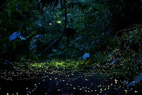 2024火金姑的故鄉小礁溪 (2).jpg