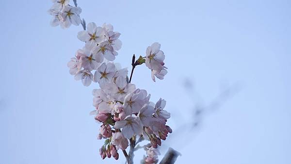 鳥取打吹公園 (10).jpg