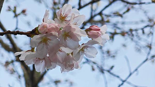 鳥取打吹公園 (11).jpg