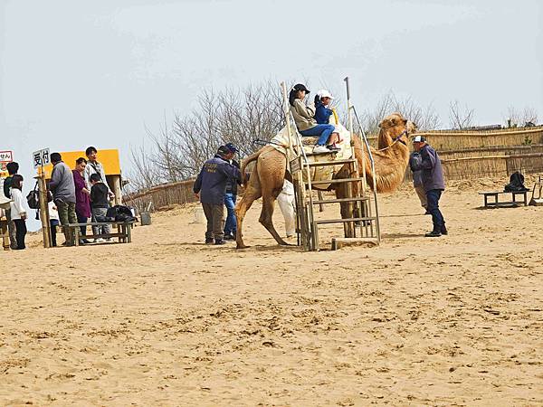 鳥取砂丘 (4).jpg