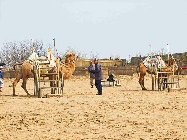 鳥取砂丘 (30).jpg