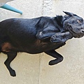 動物空間 (11).jpg
