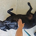 動物空間 (12).jpg